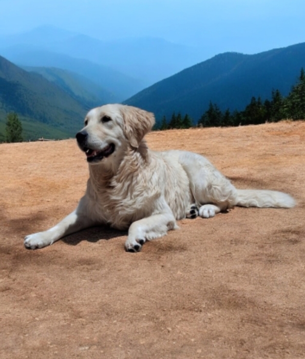 Golden retriever
