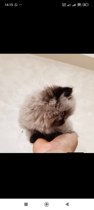 Chat