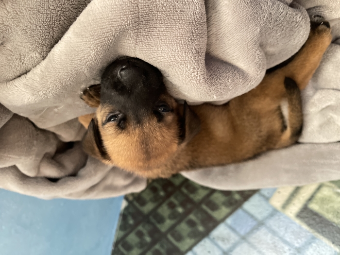 Chiot malinois