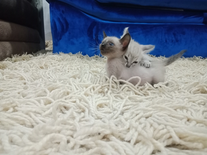 Chaton siamois tigré