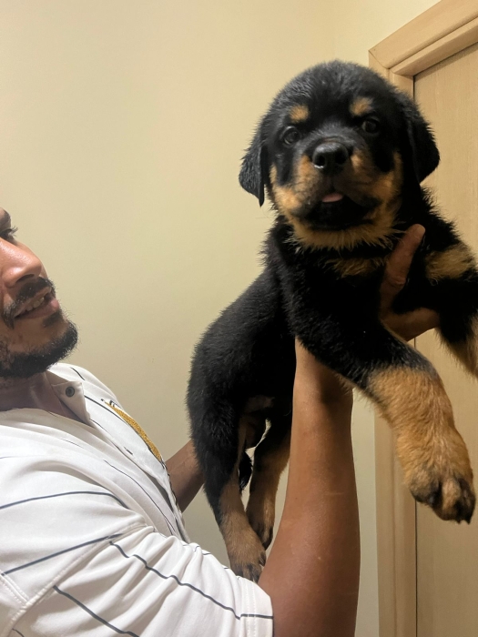 Chiot Rottweiler