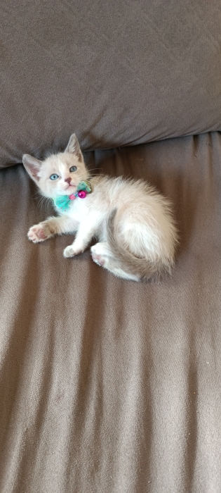 Ragdoll siamois