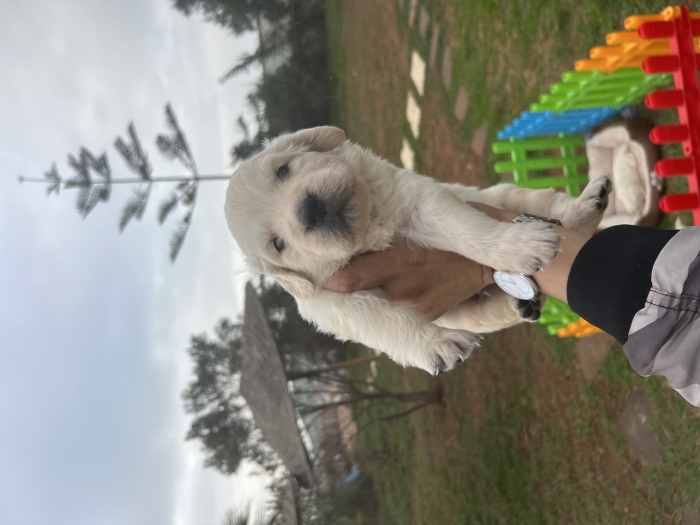 Golden retriever