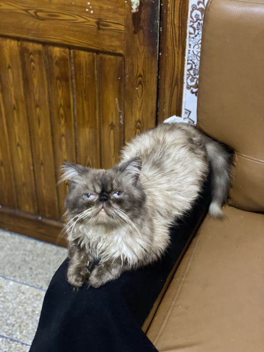 Persan