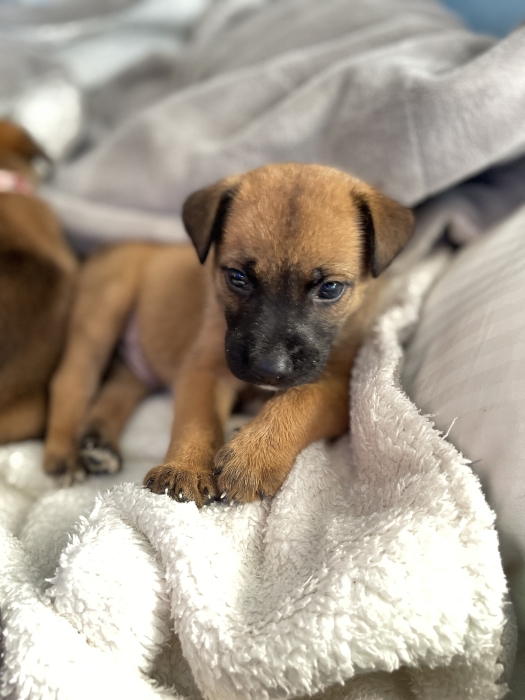 Chiot malinois
