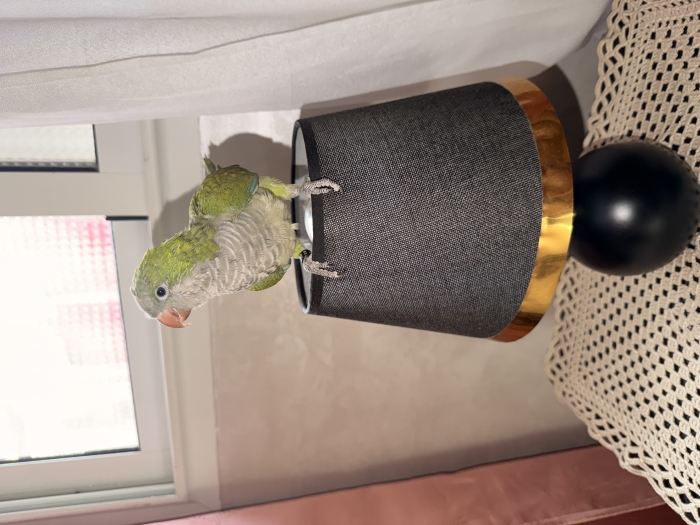 Quaker parrots