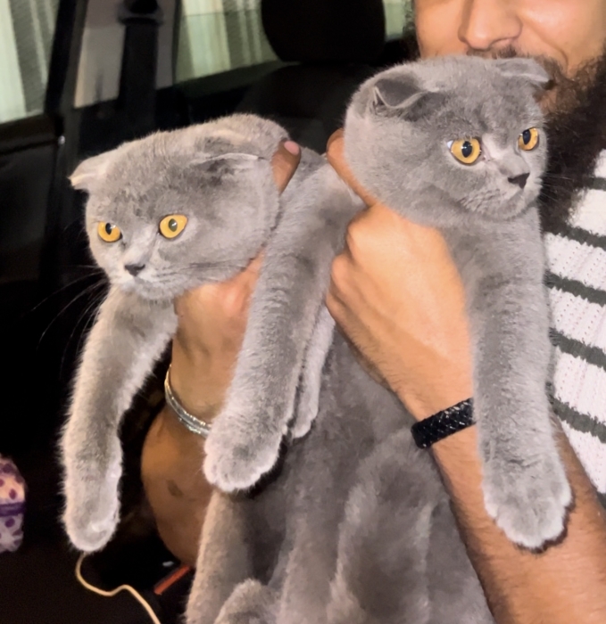Scottish fold