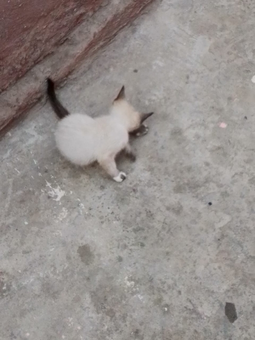 🐱 قطة سيامي صغيرة للبيع - شكل نادر وأنيق