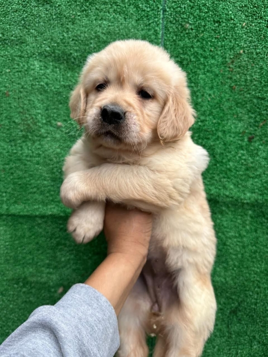 Chiot Golden Retriever