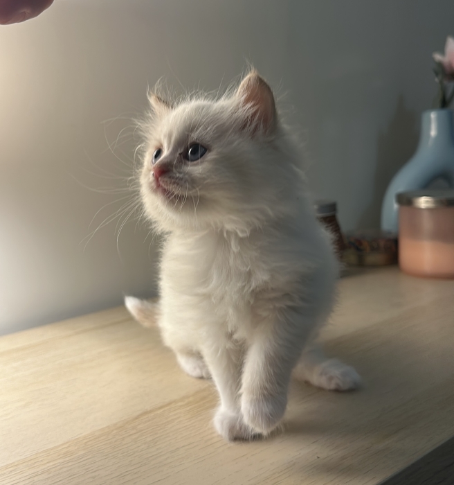 Chatons Ragdoll disponibles Pure race