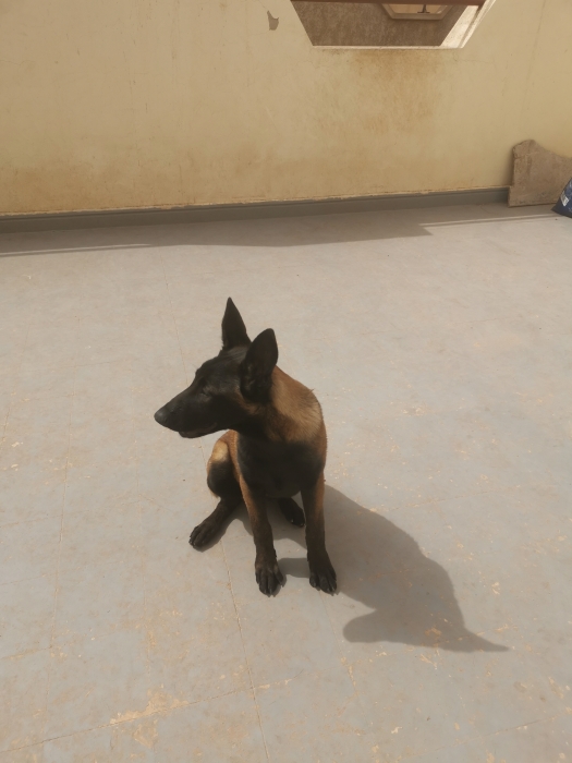 Malinois femelle charbonné