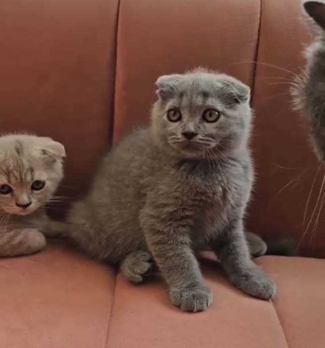 Scottish fold