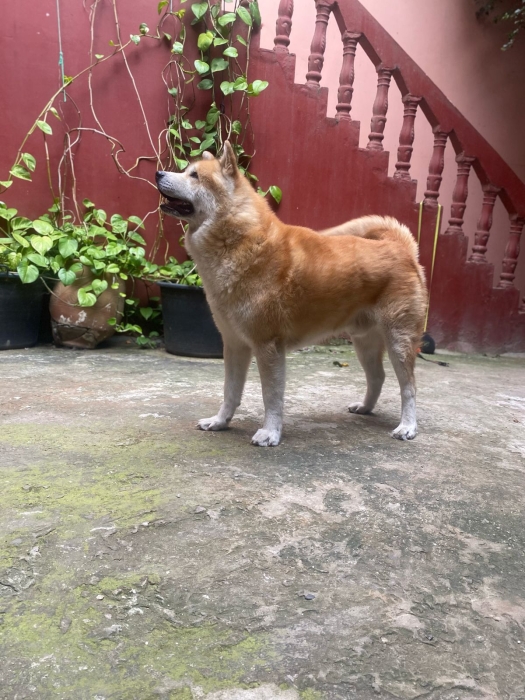 À VENDRE – Superbe Akita Inu 4 ans – Vice-Champion du Maroc – Pedigree