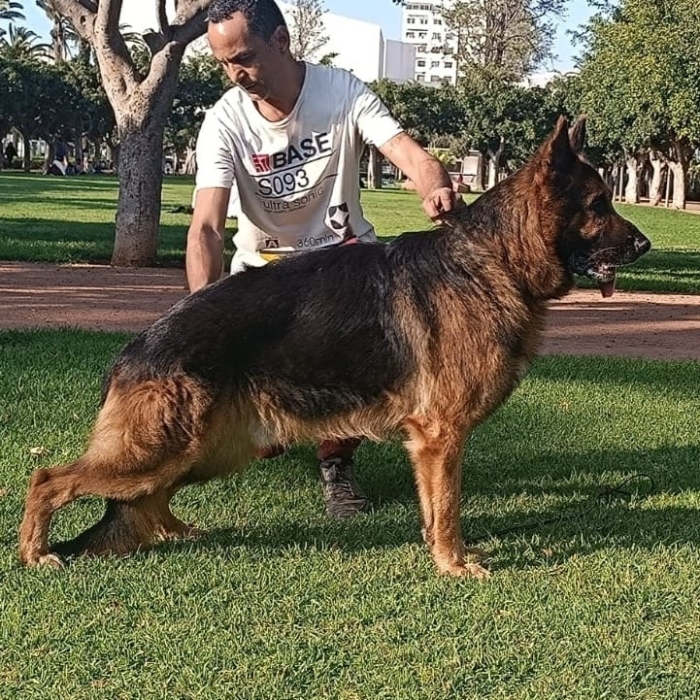 Berger Allemand