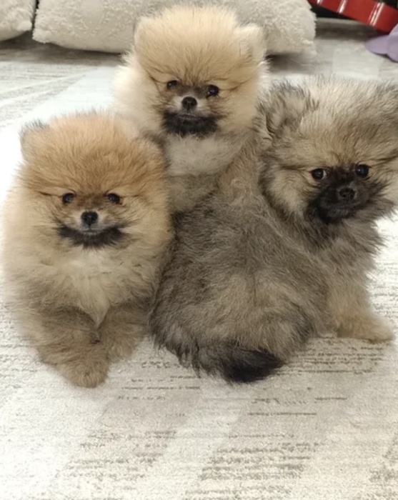 Spitz nain