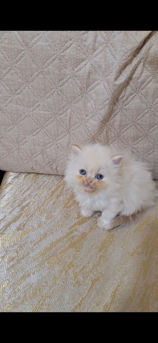 Chat persan