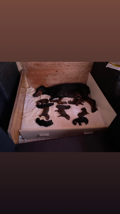 doberman