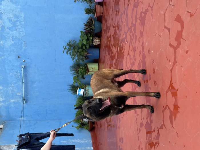Malinois