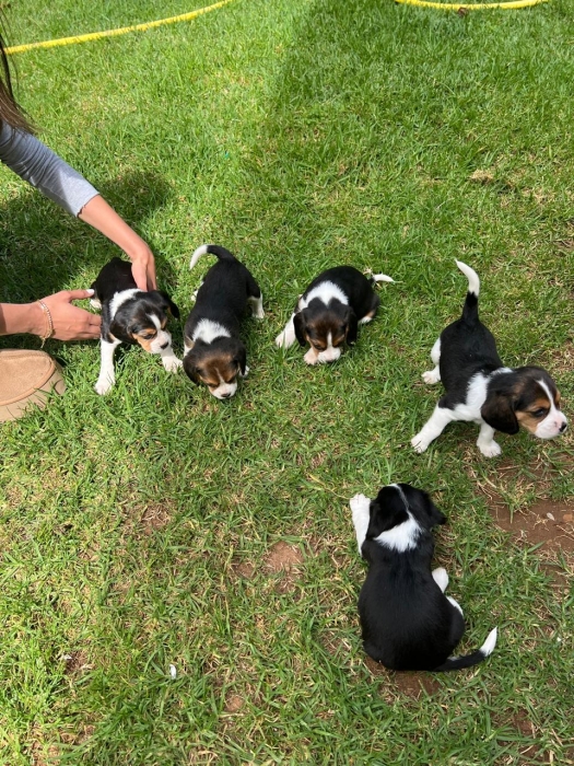 Beaglier