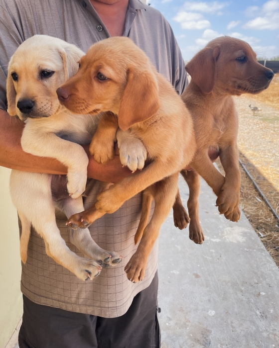Chiots Labrador à vendre