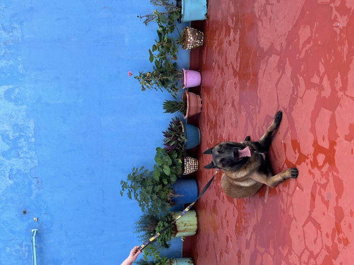 Malinois