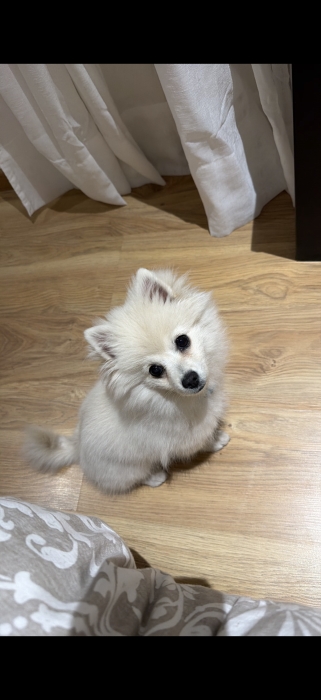 Spitz nain blanc