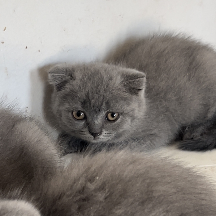 Scottish fold