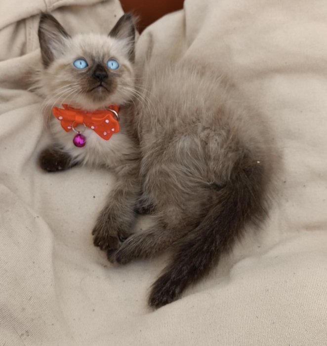 Siamois himalayen