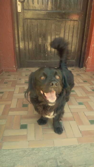 Dachushund