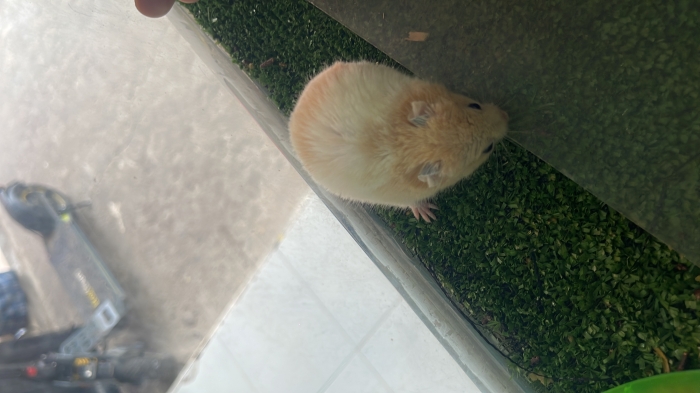 Humster