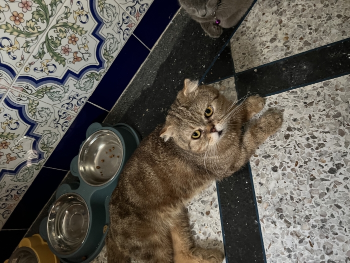 Scottish fold male