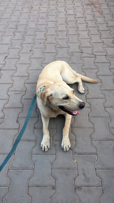 Labrador