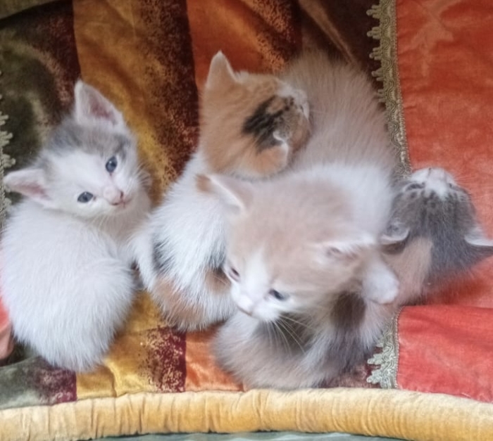 Adoption