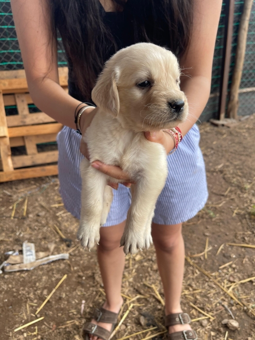 labrador