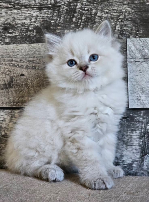 Sibérien chaton