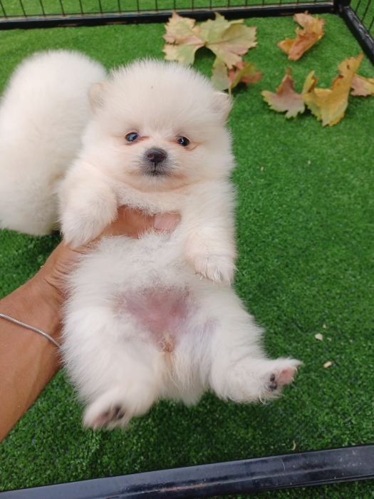 Spitz Pomeranian