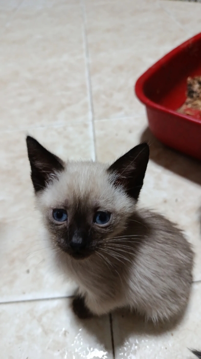 Siamo chats