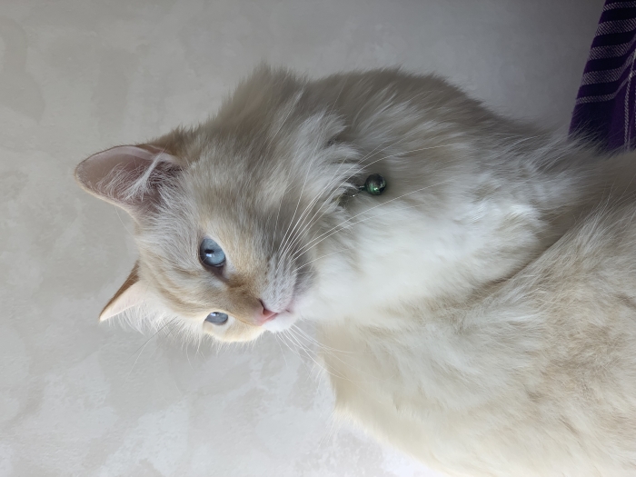 Chat a adopté