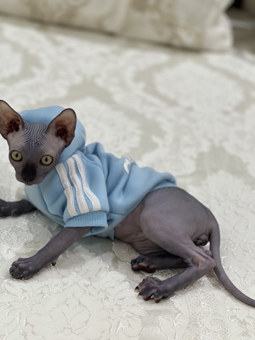 Cat sphinxe