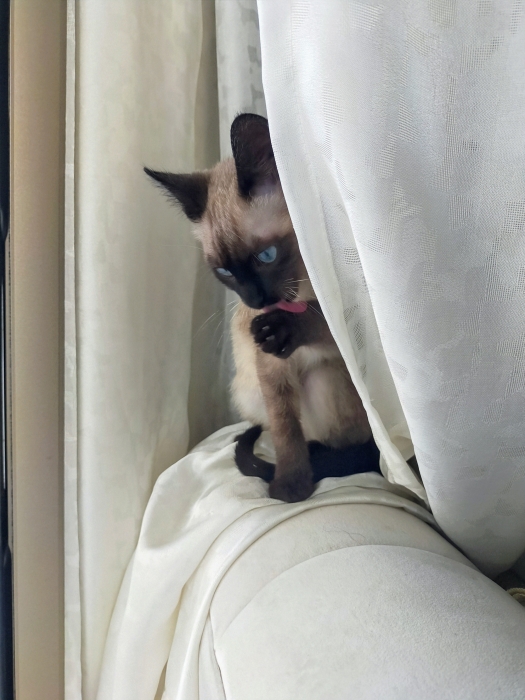 Chaton siamoise poils mi-longs