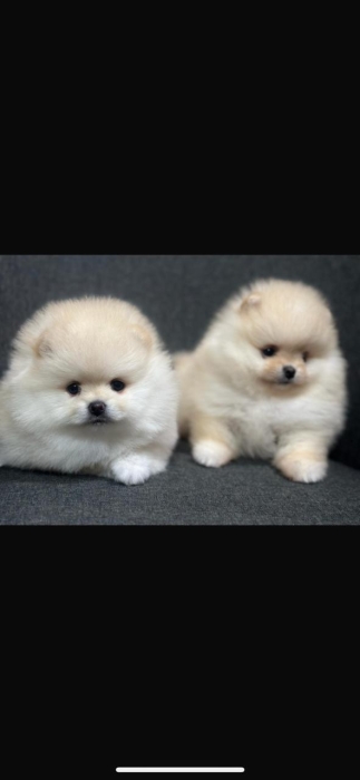 spitz nain loulou de pomeranie pedigree