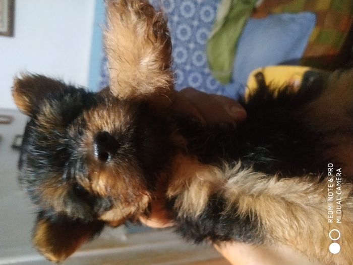 Chiots. Yorkchir