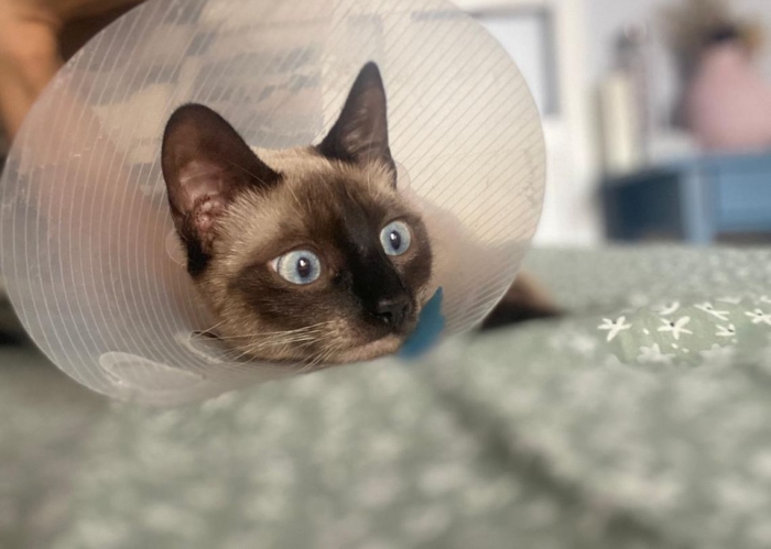 chat siamois à l’adoption
