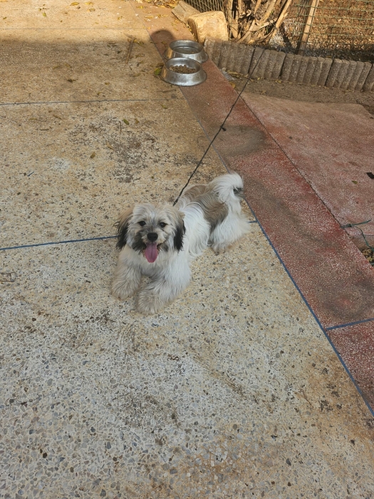 Bichon havanais