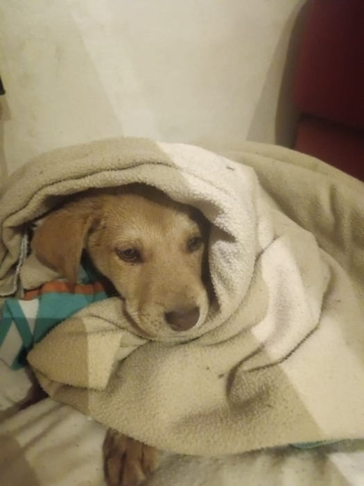 Chiot Beldi Mâle