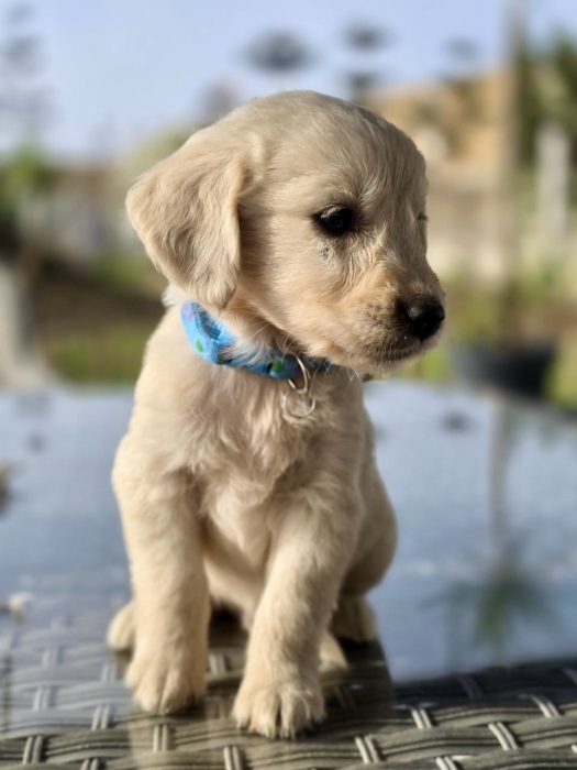 Chiot Golden Retriever Mâle