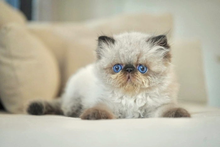 Chat persan