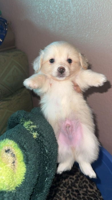 Bichon maltais