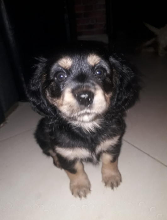 Bichon maltais havanais