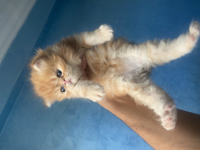 Chatons persans